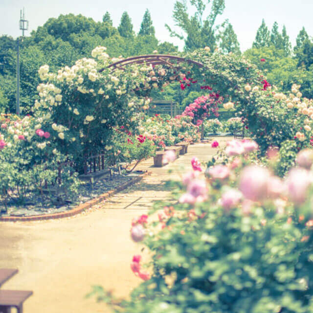 花旅 バスツアー