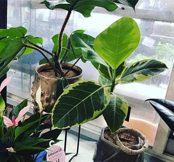 水やりのタイミングが分かる！水やりチェッカーサスティー