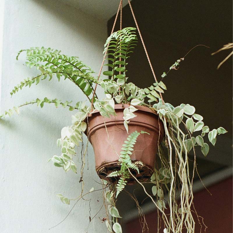 吊り下げ型プランター