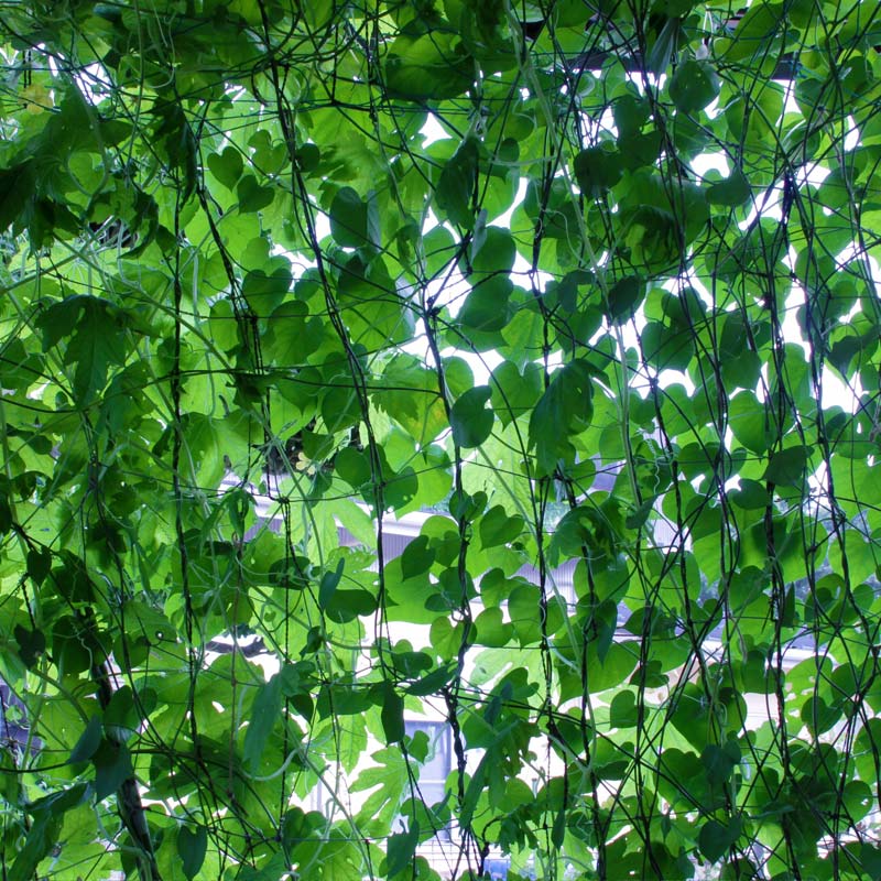 グリーンカーテン